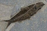 Multiple Fossil Fish (Diplomystus & Knightia) - Wall Mount #299812-4